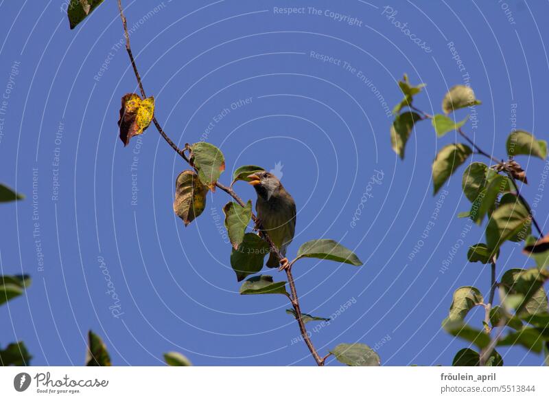 View | sparrow on branch of quince tree under blue cloudless early autumn sky Sparrow Bird Branch Quince tree Quince leaf Nature Animal Wild animal Small