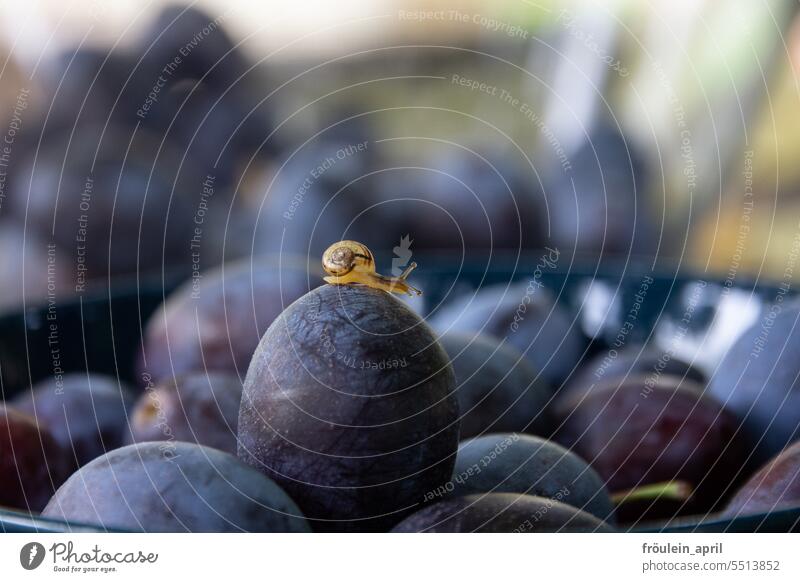 Plum or damson?  | small snail on a delicious blue autumn fruit Plums Crumpet Autumn Fruit Juicy Delicious Mature Food cute Organic produce Nature Harvest