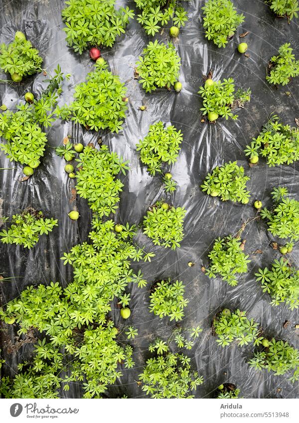 Woodruff under apple trees, the earth is covered with a film Garden Bed (Horticulture) Market garden flavor Green Plant Summer apples herbs cleaver