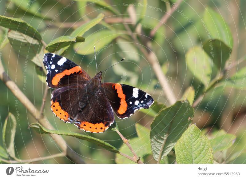 admiral Red admiral Butterfly Noble butterfly Insect spotted butterfly shrub Twig Leaf Summer Close-up Macro (Extreme close-up) Exterior shot Nature butterflies