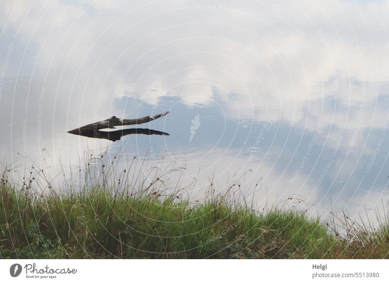 strange phenomenon Bog Moor lake Branch Water Sky Clouds reflection Lakeside Grass Plant Nature Exterior shot Environment Deserted Landscape Marsh Reflection