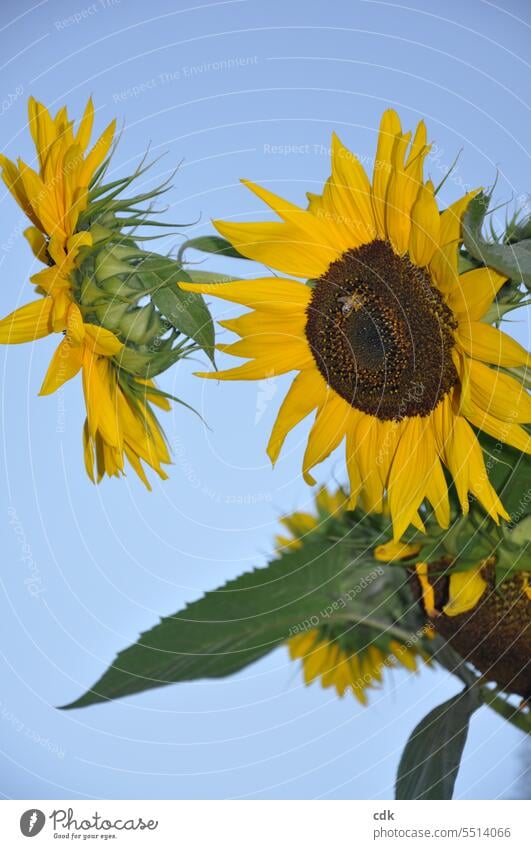 Sunflower flowers with bee on light blue. Nature Blossom Plant Field Sky late summer Autumn September Garden Blossoming Exterior shot pretty Summer