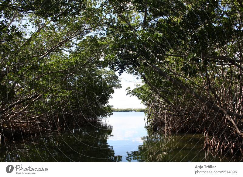 Mangrove alley off Key Largo in Florida with canopy and water reflections mangroves eco-tourism florida keys tropical saltwater florida mangroves background