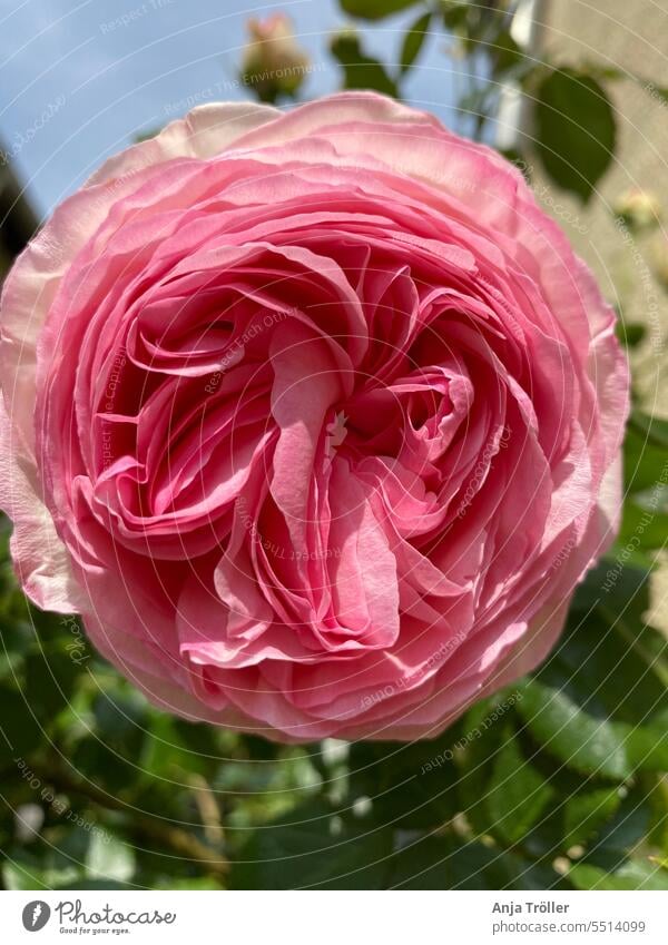 Pink blossom of the English rose 'Eden' background beautiful beauty bee feed bloom blooming botanical bright closeup color day decoration english rose europe