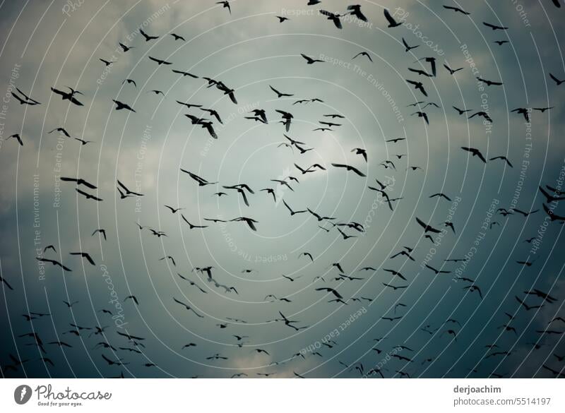 All birds fly. Birds fly Sky Flock Freedom Flying Nature Exterior shot Environment Migratory bird Wild animal bird migration Group of animals Animal