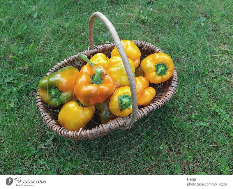 very fresh ... Pepper yellow bell bell pepper Fruit Vegetable own harvest organic organic product Healthy Food Fresh Nutrition Healthy Eating Vegetarian diet