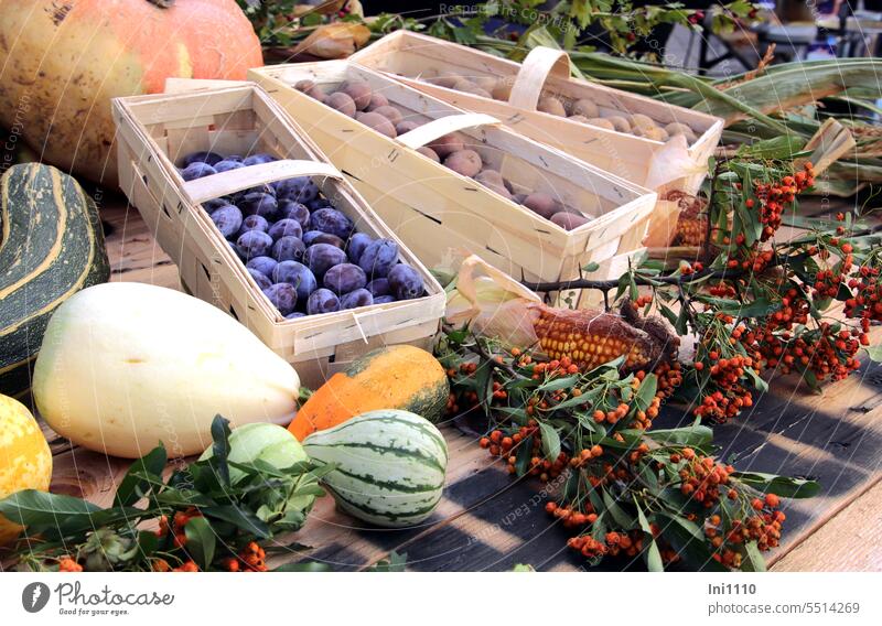 thanksgiving Autumn Ritual need Harvest Harvest festival Chip baskets Plums Potatoes Pumpkin ornamental pumpkin Corn cob Rose hip Berries fire thorn Decoration