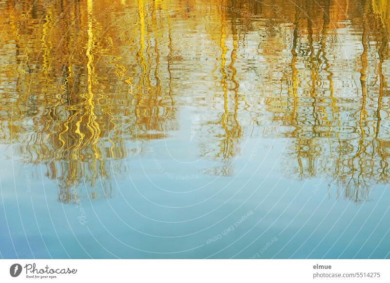 bare golden brown trees reflected in water / autumn Autumn reflection Golden brown deciduous trees Bleak Water leafless November sunny day Autumnal colours