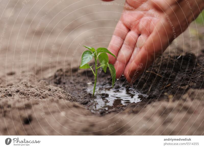 Agriculture. Senior farmer's hands with water are watering green sprout of peper. Young green seedling in soil. Water drops, new life of young sprout. Spring gardening. Sprouted seed in fertile soil