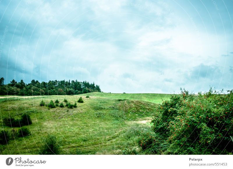 Countryside Herbs and spices Beautiful Summer Sun Environment Nature Landscape Plant Air Sky Clouds Horizon Spring Weather Rain Tree Grass Meadow Bright Natural