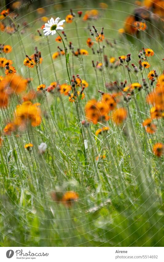 the diva Marguerite Hawkweed Meadow Flower meadow wild flowers grasses Orange White Unique selling point Blossom Nature Summer naturally Yellow Meadow flower