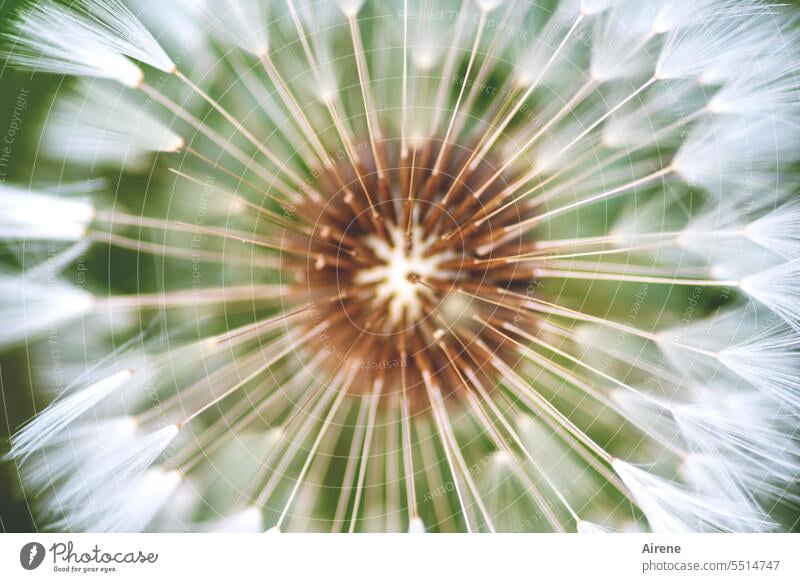 natural radiance Dandelion dandelion Distribute Many Spring naturally Delicate Easy Faded Ease Nature White Close-up Macro (Extreme close-up) Round To hold on