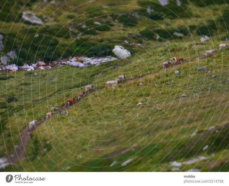 Stay nicely in a row cows Almabtrieb Movement of livestock Lanes & trails Willow tree Meadow Nature Cow Herd Cattle Green Grass Landscape Farm Environment Rural