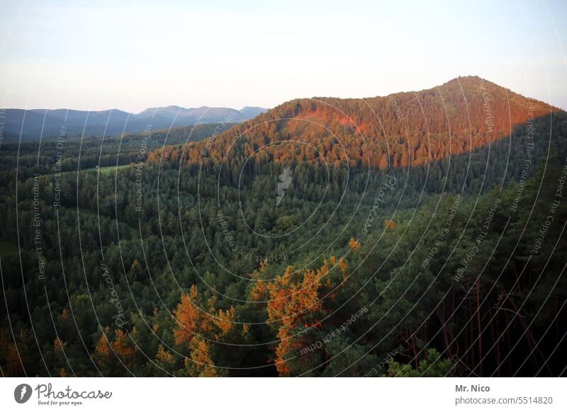 Mountain shine Rhineland-Palatinate Palatinate forest atmospheric tranquillity Light Sun Warmth Well-being Contentment Panorama (View) mountainous