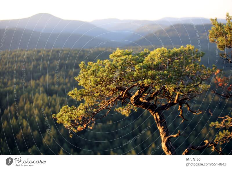 Palatinate Forest Tree Rhineland-Palatinate Palatinate forest Panorama (View) Vacation & Travel mountainous Nature Mountain Environment Hill Idyll Landscape