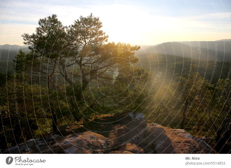 rocky country Tree Horizon silent Palatinate forest Rhineland-Palatinate Freedom atmospheric tranquillity Light Sky Calm Sun Harmonious Warmth Sunbeam