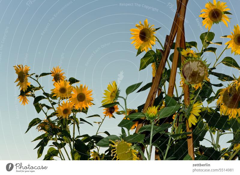 sunflowers Helianthus annuus Branch blossom Blossom Twilight Relaxation holidays Garden Sky allotment Garden allotments bud composite Deserted neighbourhood