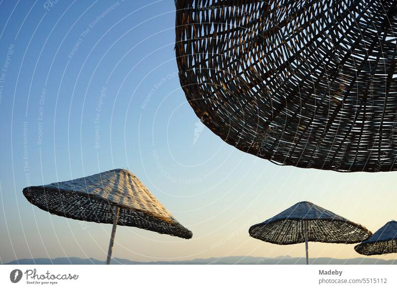 Large round wicker parasols against blue sky in the light of the evening sun in summer on the beach of Sarimsakli near Ayvalik in the province of Balikesir in Turkey