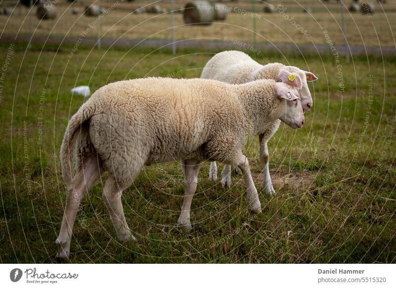 Two young rams on the pasture on a gloomy summer day. In the background a salt lick, a sheep protection fence and hay bales. Both rams are East Frisian milk ewes.