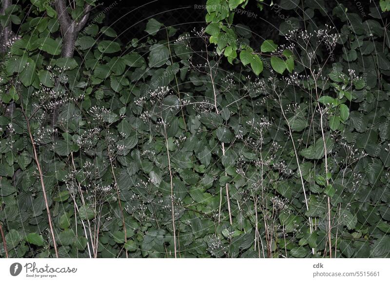 green dense hedge with dried filigree light grasses at dusk. Green Dark green Hedge leaves foliage Nature naturally Leaf Outdoors Garden Garden plot Park