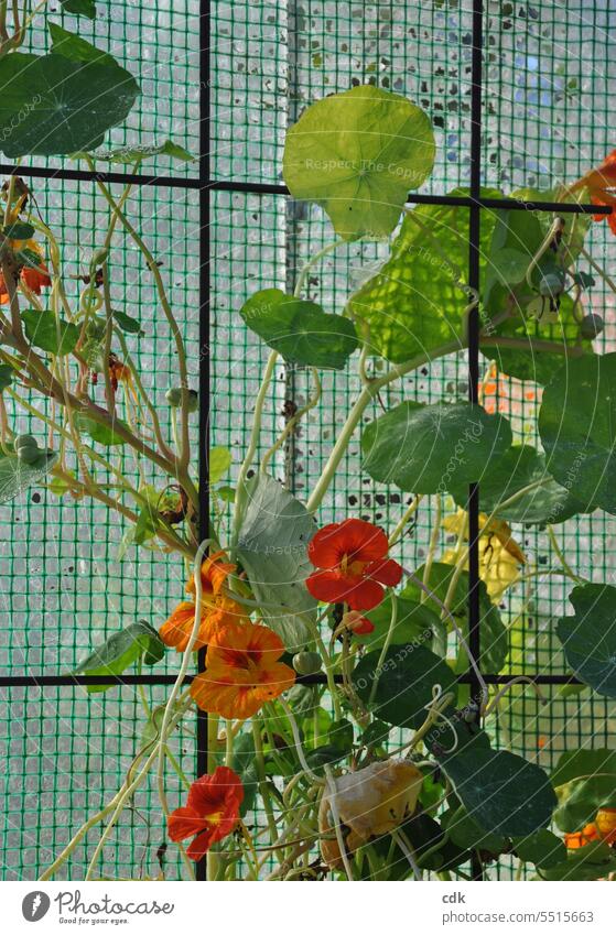 Flowering nasturtiums climb up a homemade greenhouse made of plastic sheets. Nasturtium leaf Blossom blossoms Orange Yellow petals Nature Blossoming naturally