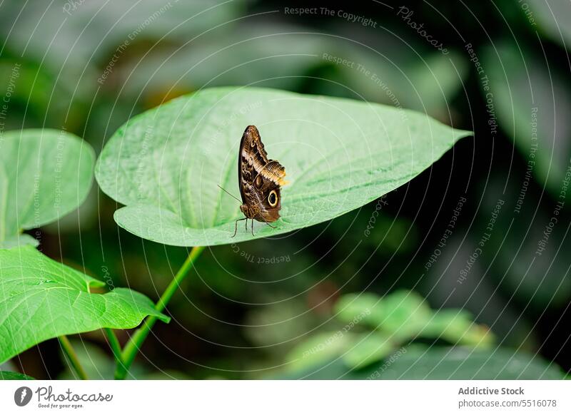 Cute butterfly sitting on leaf in nature grayling stripe insect wing animal creature wildlife pattern fauna environment fragile specie hipparchia fidia color