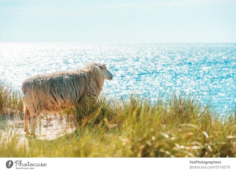 Summer scenery on Sylt island with sheep on the marram grass dunes animal autumn background beach beautiful beauty blue bright coast coastline color empty