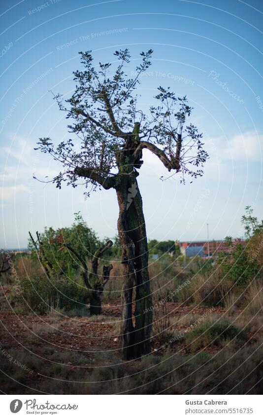 New branches sprouting from cut tree branches. Tree Nature Sky Exterior shot Plant Day Colour photo Tree trunk Forest Landscape Green Beautiful weather Contrast