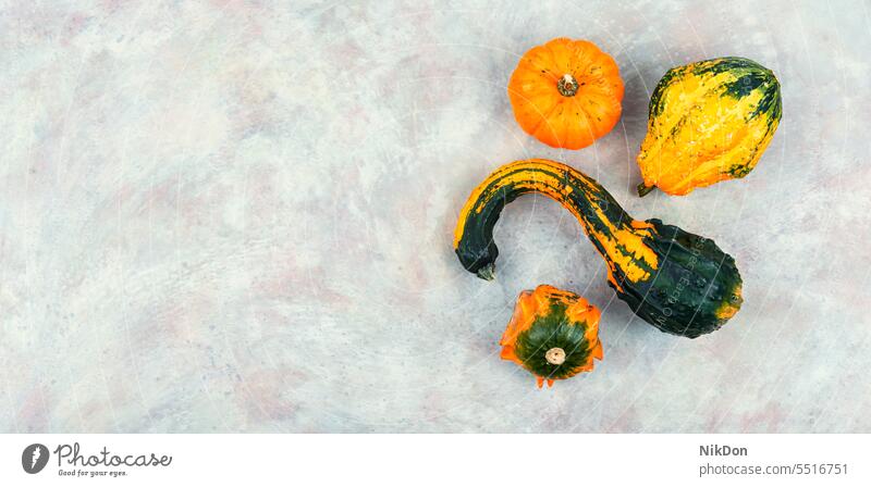 Autumn still life with pumpkins, space for text. autumn pumpkin squash gourd season fall thanksgiving harvest food halloween decoration copy space seasonal