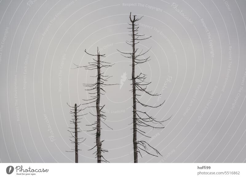 dead trees against gray sky, the bark beetle moves on Log Bark-beetle Bark beetle plague Death of a tree Tree trunk Forest death Climate change Destruction