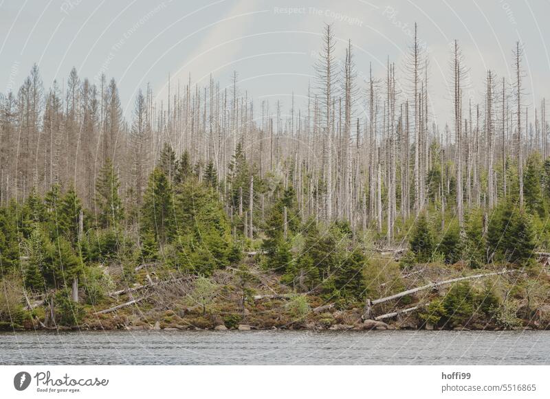 dead and small green trees against gray sky, the bark beetle moves on Log Bark-beetle Bark beetle plague Death of a tree Tree trunk Forest death Climate change