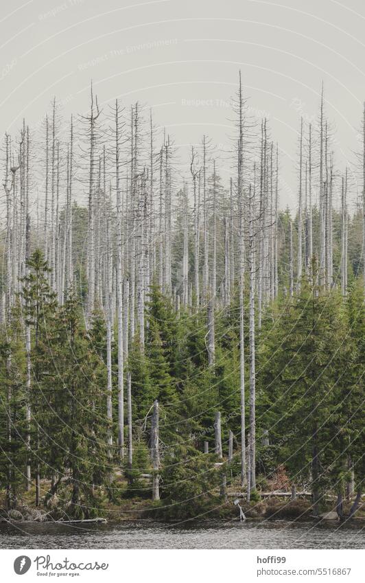 dead and small green trees against gray sky, the bark beetle moves on Log Bark-beetle Bark beetle plague Death of a tree Tree trunk Forest death Climate change