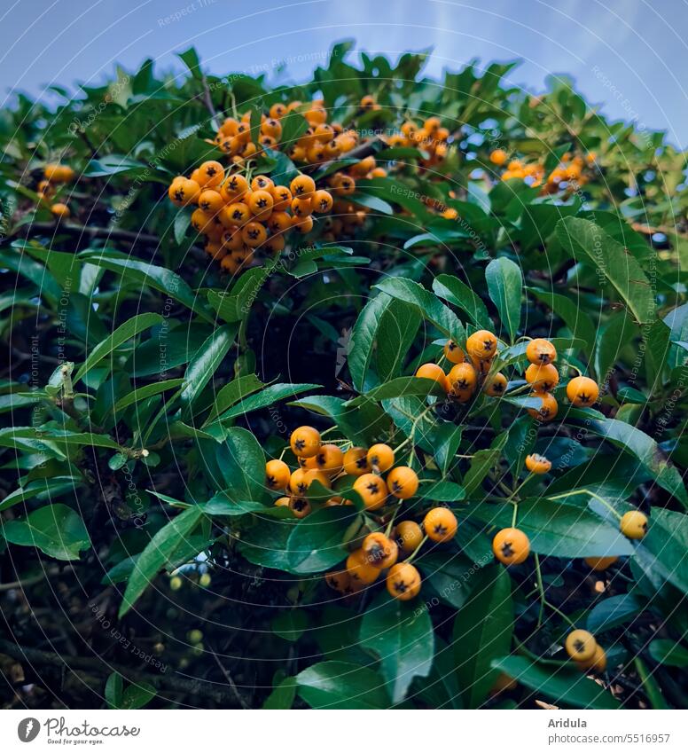 Fire thorn berries on bush with blue sky Burning bush shrub Berries Orange late summer Autumn Fruit Green Evergreen Hedge Garden Plant