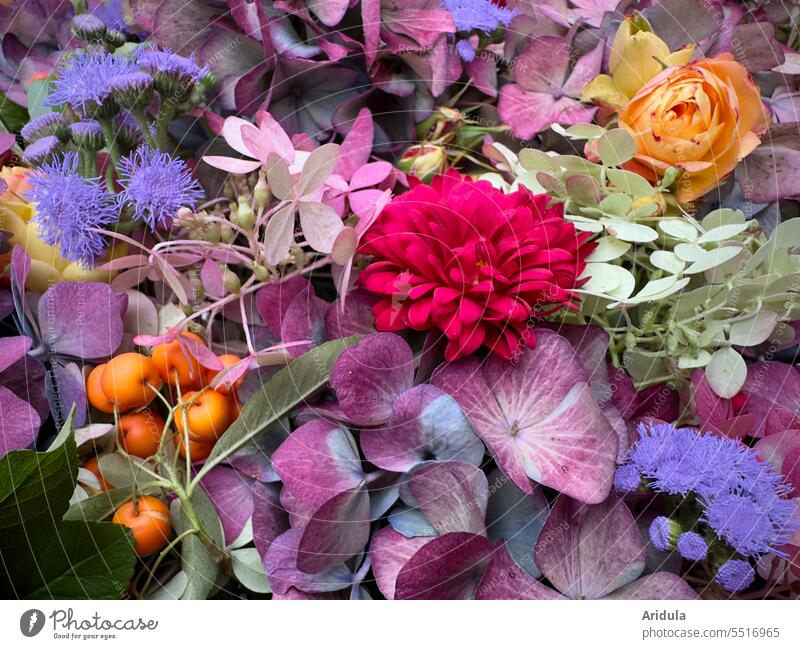 Late summer flowers blossoms Hydrangea pink Summer purple Red Pink Orange Berries Flower Garden Bouquet Blossom Decoration pretty naturally