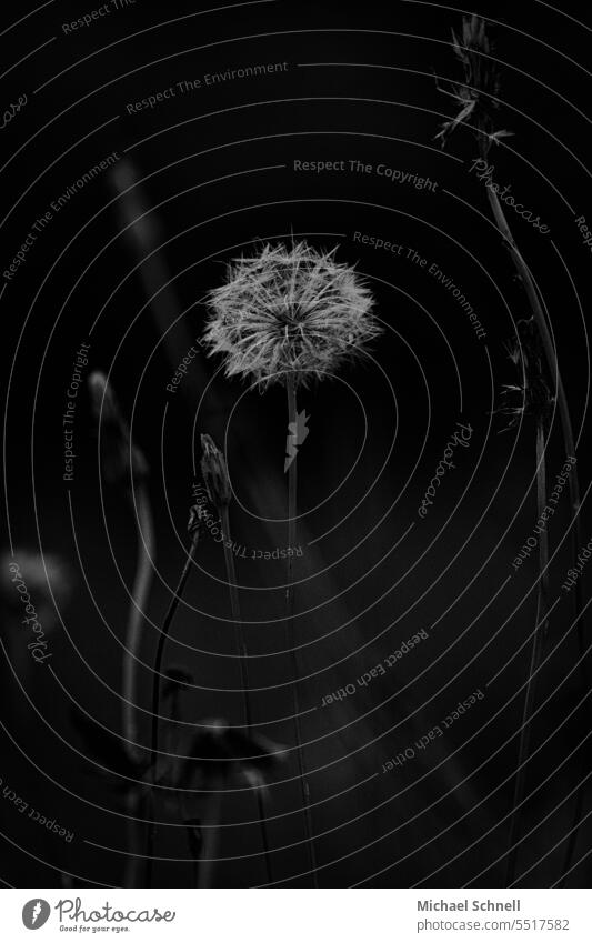 Dandelion in dark environment dandelion Sámen blow Ease Easy fly away Plant Nature Delicate naturally