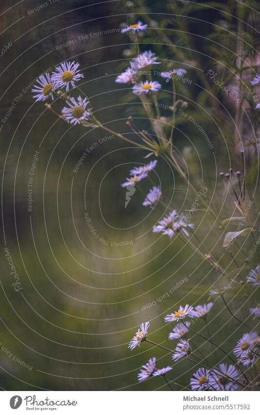 Annual professional weed (also fine ray) upstairs strive for the top Rich in contrast Contrast Dark delicate blossoms Delicate Summer Blossoming Blossom leave