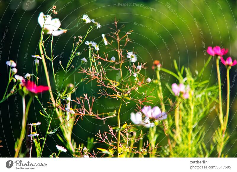 Various blooming flowers / bee pasture blossom Blossom Dark Twilight Relaxation awakening holidays Garden Hedge Sky allotment Garden allotments bud composite