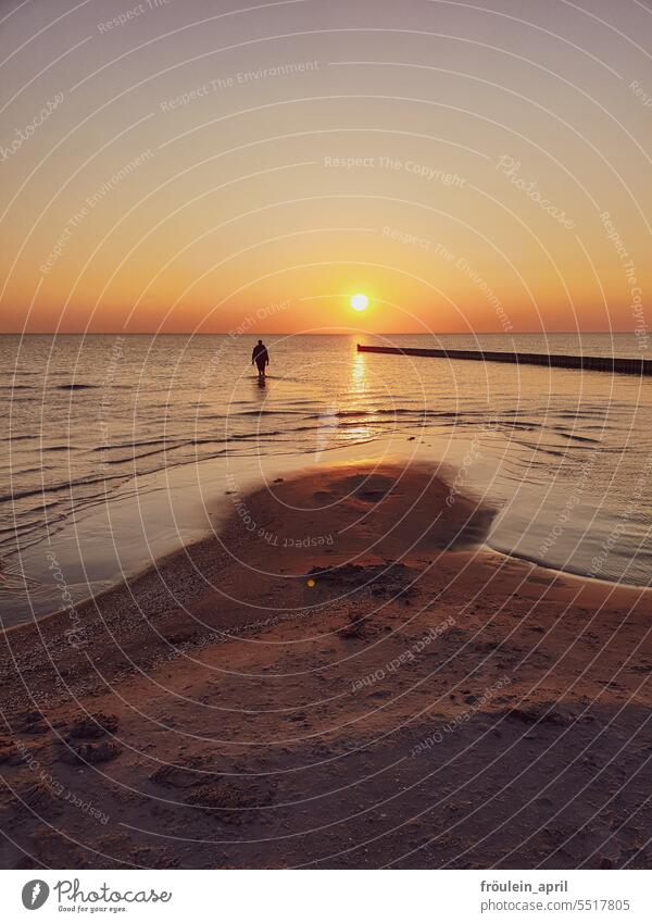 Never want to leave again | Beach at sunset, a person walks towards the sun in the water Longing Place of longing wistfully Sunset sea Sunlight Ocean coast