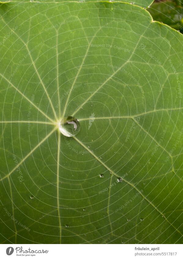 Collection point | drop of water lies in the middle of a leaf of the capuchin plant Drops of water Water Rain Leaf Green Plant Wet Nature Close-up Detail Dew