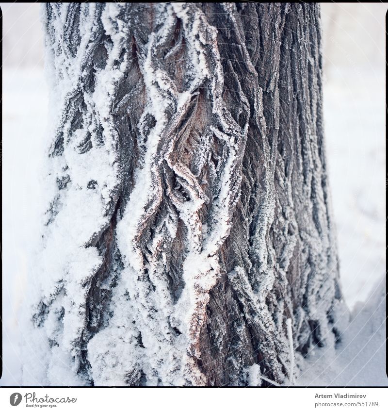 frost#3 Nature Landscape Plant Winter Fog Ice Frost Snow Tree Park River bank Wood Cold Blue White Colour 6x6 cityscape ektar film krasnoyarsk sq-ai Siberia