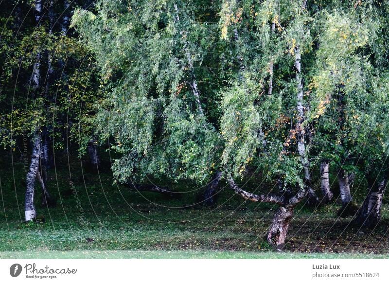 enchanted birch trees, autumn birches Birch wood Autumnal autumn light gobbled shape Graceful Green foliage Birch Leaves Nature Forest Tree Birch tree Landscape