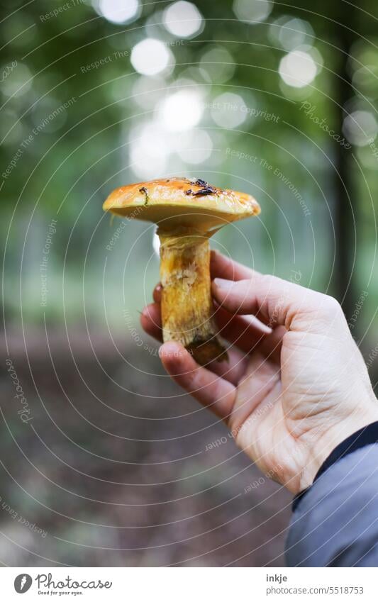 butter fungus Colour photo Exterior shot mushroom pick Individual Hand Close-up Nature Forest Edible Mushroom Autumn Fresh naturally amass