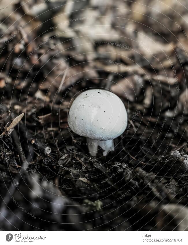 Mushroom or button mushroom? blenny leaf fungus venomously Likelihood of confusion near upnamhe Exterior shot Ground Woodground Individual mushroom pick Forest