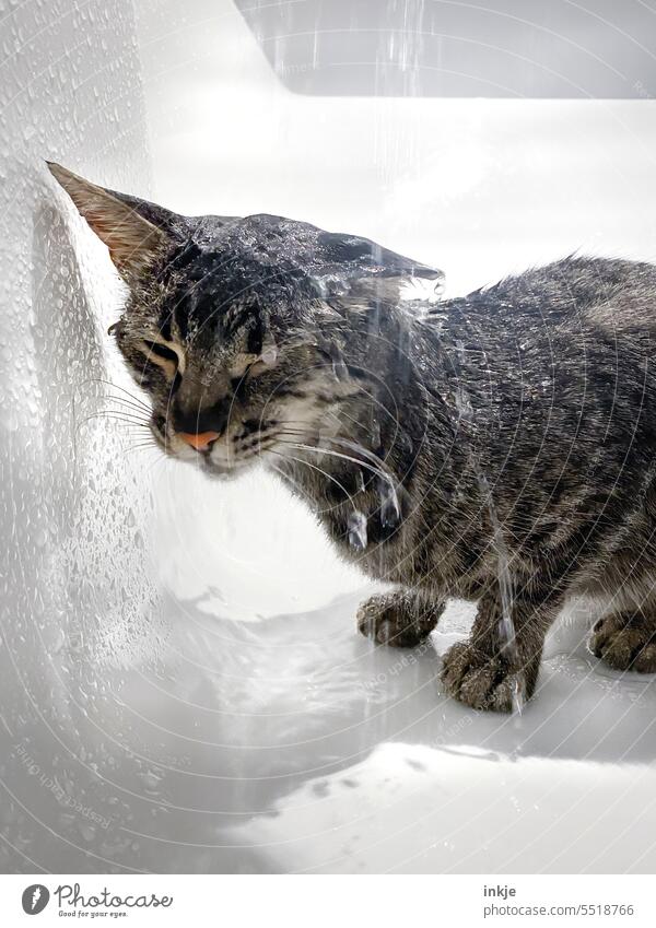 Some say you should let life rain down on you.... Cat Water Wet Cat portrait Domestic cat kitten cat face Colour photo soaking wet trickling Cute