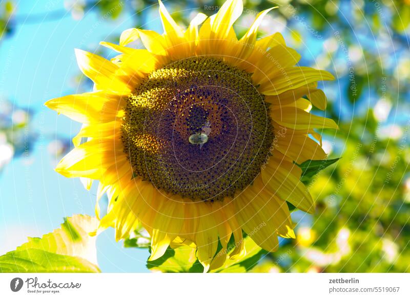 Sunflower with bumblebee Helianthus annuus Branch Bee blossom Blossom Twilight Relaxation awakening holidays Garden Sky Bumble bee Insect allotment