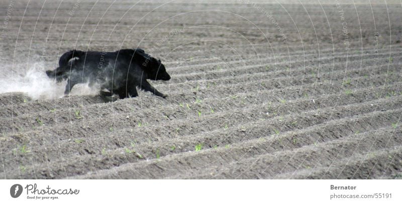 race Dog Sporting event Field Speed Black Potato field Playing Walking retriever flat-coated Running