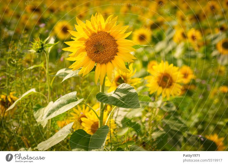 Close up of sunflower in sunflower field Sunflower Field Close-up Agriculture Sunflower field Nature Plant Flower Yellow Summer Landscape Environment Sunlight