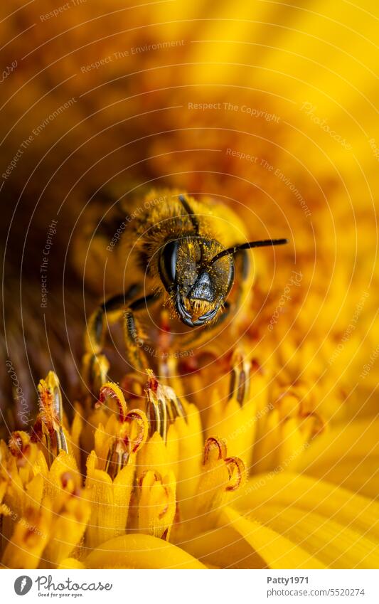 Bee collecting pollen on a sunflower . Macro shot. Sunflower Macro (Extreme close-up) Sprinkle Farm animal Diligent Animal portrait Blossom