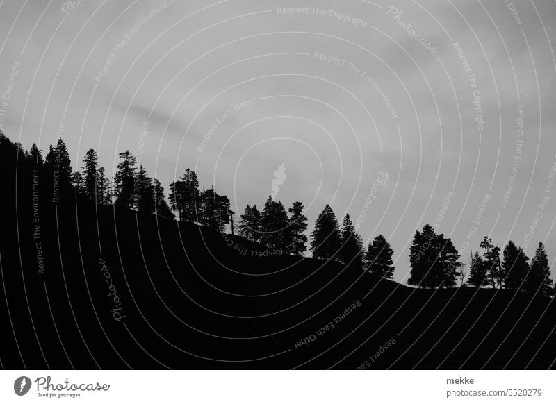 I wonder what the trees are queuing up for? Row of trees Forest Landscape Nature Sky Shadow Silhouette mountain slope Slope Mountain Peak Clouds Hiking Chain