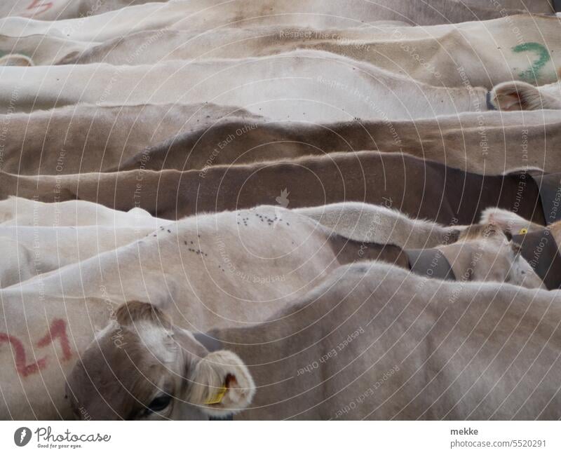 Warming | Snuggle up nice and tight cows Cattleherd Herd Side by side Cuddling warm sb./sth. Warmth chill Willow tree Farm animal Meadow Group of animals